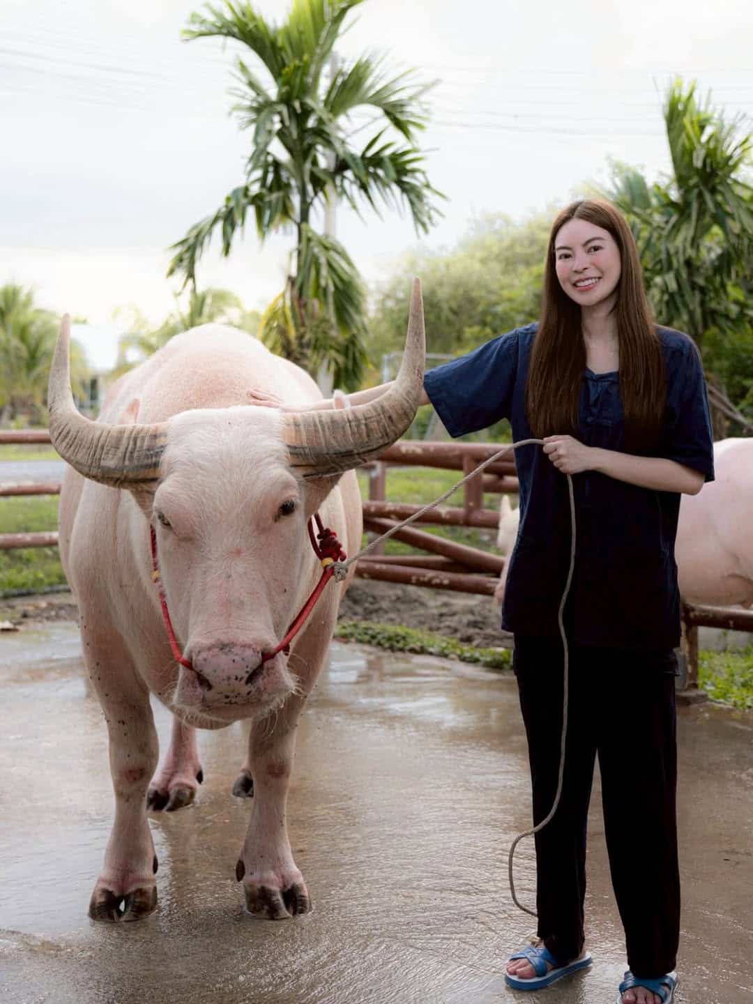 ไม่อยากจะเชื่อสายตา ทายาทตระกูลดัง สลัดลุคคุณหนูมาขี่ควายตัวเป็นๆ นี่แหละนางฟ้าเดินดินที่แท้ทรู