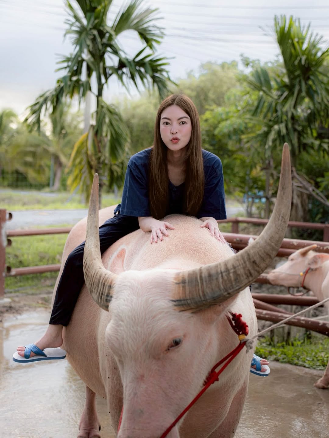ไม่อยากจะเชื่อสายตา ทายาทตระกูลดัง สลัดลุคคุณหนูมาขี่ควายตัวเป็นๆ นี่แหละนางฟ้าเดินดินที่แท้ทรู