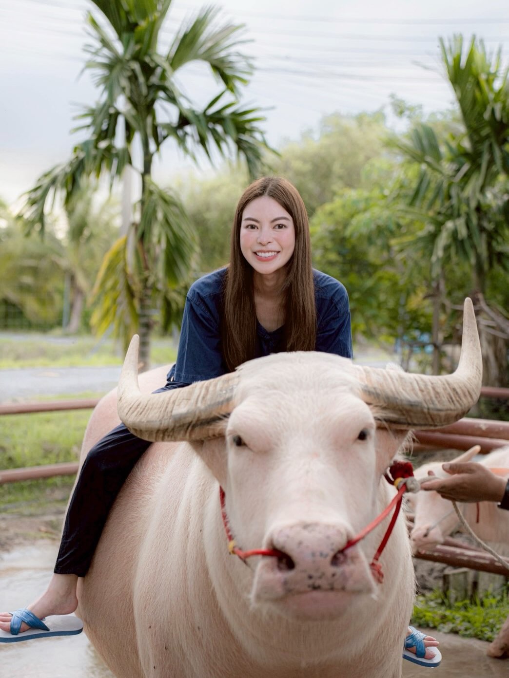 ไม่อยากจะเชื่อสายตา ทายาทตระกูลดัง สลัดลุคคุณหนูมาขี่ควายตัวเป็นๆ นี่แหละนางฟ้าเดินดินที่แท้ทรู